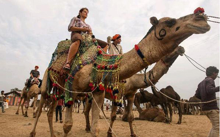 Những con lạc đà tham gia hội chợ lạc đà  Pushkar.